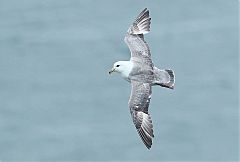 Northern Fulmar